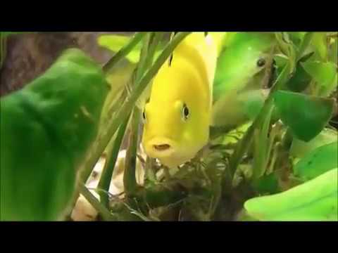 download lagu mp3 mp4 Labidochromis Yellow, download lagu Labidochromis Yellow gratis, unduh video klip Labidochromis Yellow