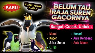 Download lagu Masteran Jalak Suren Full Isian Cocok Auto Mewah mp3