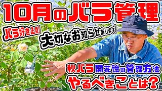 Download the video "【バラ好き必見🌹の大切なお知らせ御座います!】やっぱり気になる～【10月のバラ管理🌹】"秋バラ"開花後の管理方法。詳しく!お話しまーすバラ専門店店長・高木大輔さん"