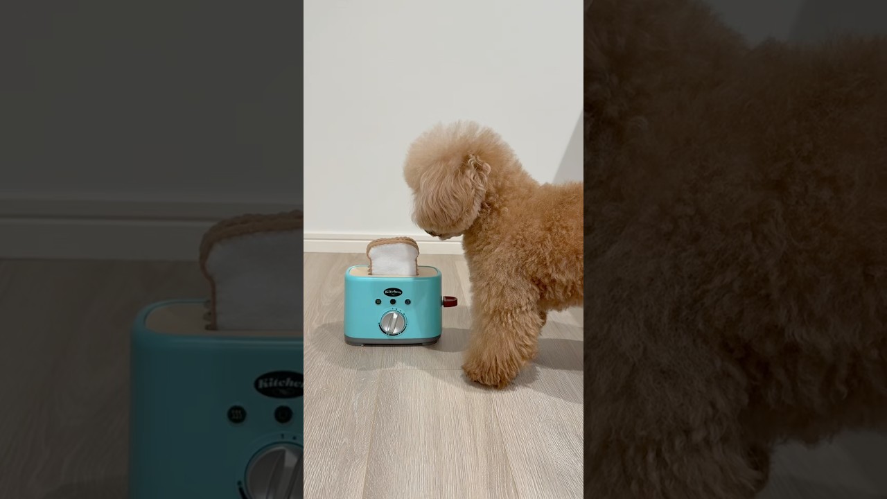 サンドイッチ作ってくれると思ったら、、😂#dog #トイプードル #パンナ