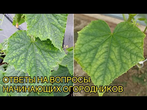 Огурцы желтеют. Клещ или хлороз? Как помочь? Разбираем по фото.