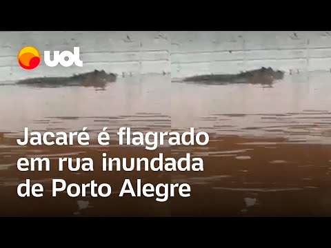 Inundação no Rio Grande do Sul: Jacaré é flagrado em rua alagada de Porto Alegre; veja vídeo