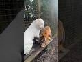 Even the tigers Eros and Jade can argue on Valentine’s Day #tigers #lions #normandie #whitetiger