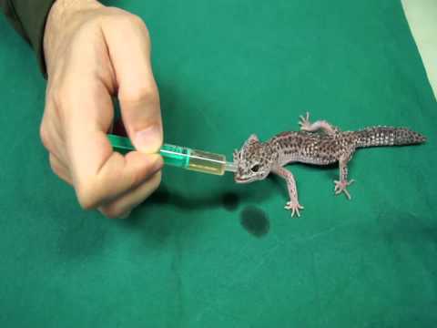 schonende Eingabe von Nährlösung (Bioserin) beim Leopardgecko 1