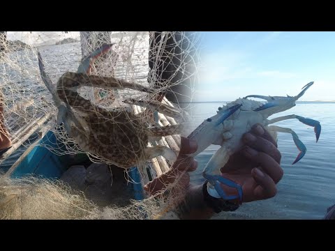 SE02EP021 - BLUE CRABS / ALIMASAG | Pag BATAK ng LAMBAT - Isla Grande - Pagbilao Quezon