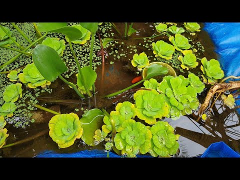golden carp fish, an underwater experience (4K)