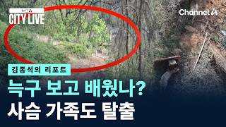 [김종석의 리포트]늑구 보고 배웠나?…사슴 가족도 탈출 / 채널A / 뉴스A CITY LIVE