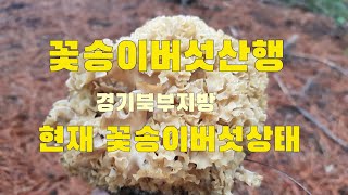 2021년 7월2일 꽃송이버섯과 가지더부살이 만나고 왔어요
