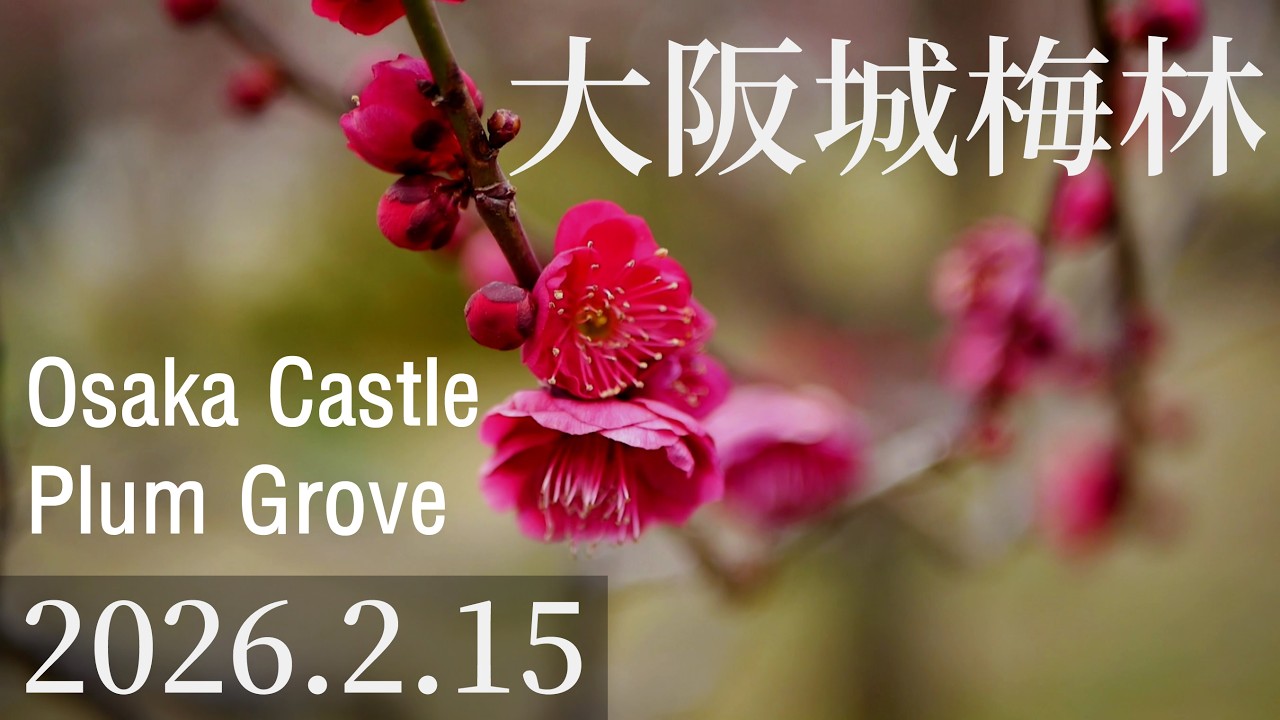 大阪城梅林 2026年2月15日の様子です。これからが見頃。Osaka Castle Plum Grove