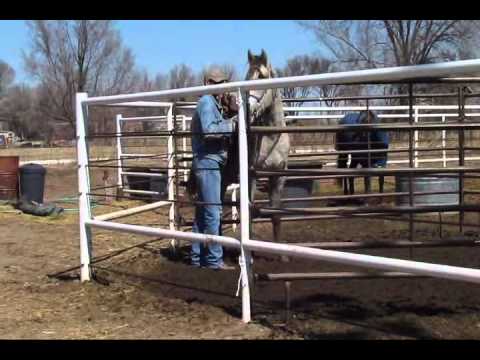 BTN Colt Breaking/Training Gray DAY 1