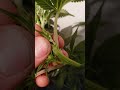 identifying hermaphrodite cannabis plants up close, budget light review, indoor michigan update