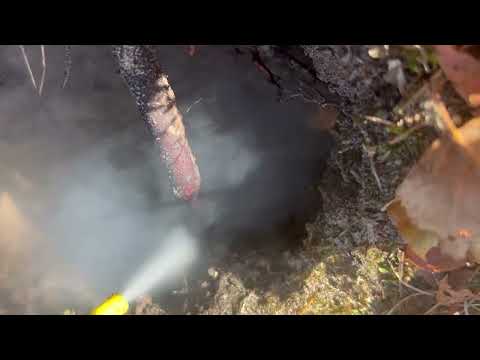 Yellow Jackets Build In Ground Nest & Surprise Homeowner in Helmetta, NJ