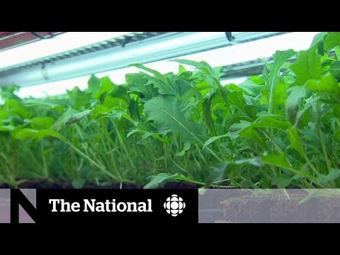 download lagu mp3 mp4 Hydroponics Toronto, download lagu Hydroponics Toronto gratis, unduh video klip Hydroponics Toronto