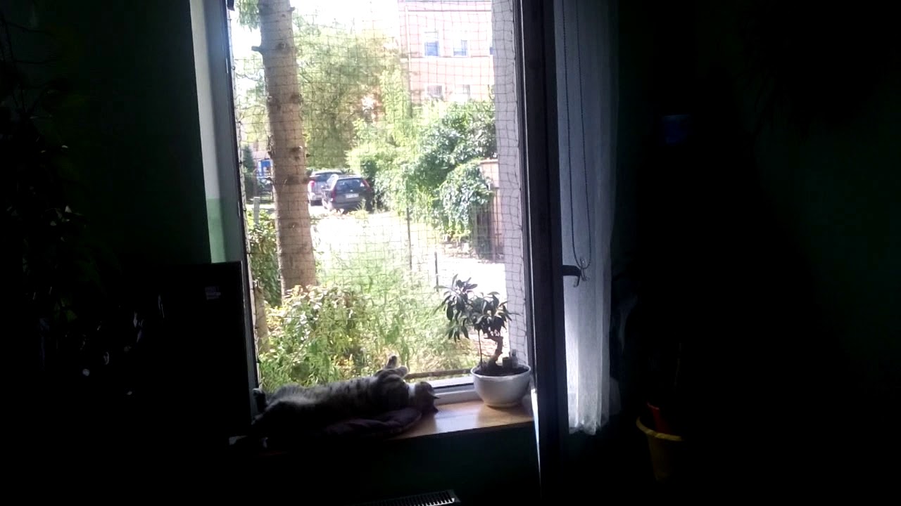 Siatka dla kota na okno