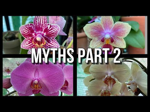 Myths When Growing Phalaenopsis Orchids. Part 2/Orchid Care For Beginners.