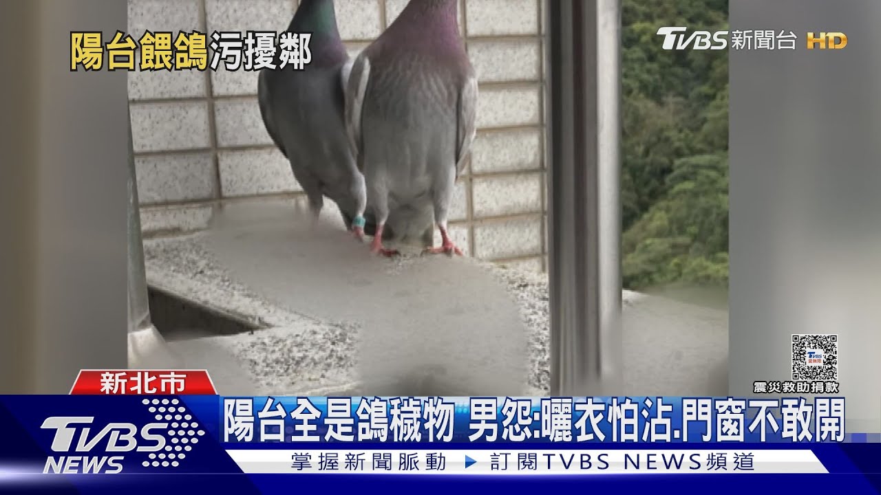鴿擾民！鄰居窗台餵鴿　男控陽台髒亂不堪