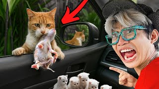 Download lagu SEDIH!!! Kucing Liar Melompat ke Mobilku dan Minta Untuk Membawa Pulang Anak-Anaknya... mp3