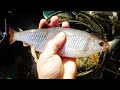 Весенняя рыбалка 2021 ПЛОТВА roach silvte breav perch on a float in the spring