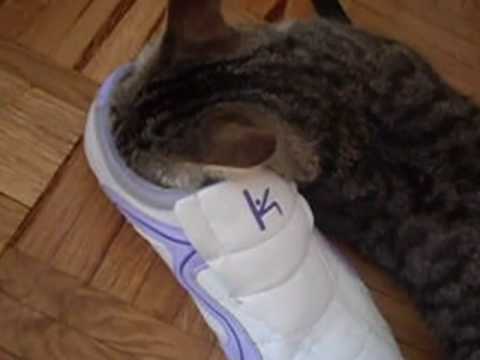 A Mi gata (Sisu) le gusta el olor de mis zapatos xD