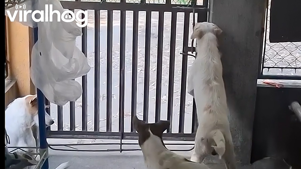 Dogs Found a Way to Open the Gate || ViralHog