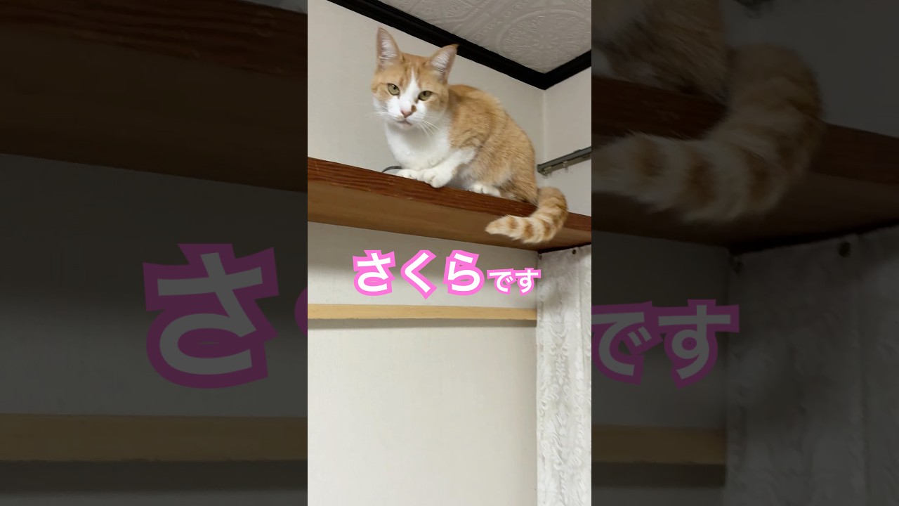 やんちゃ過ぎる妹に…呆れる兄猫#shorts