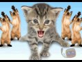 Kitties singing ''Joy Joy Joy'' 
