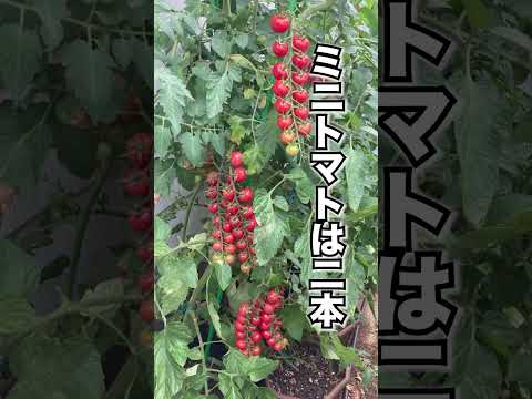 杭を使ってトマトを育てる：その理由と方法！  庭園