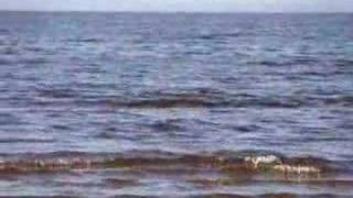 preview picture of video 'Пляж Сестрорецка 26 апреля 2008 года'