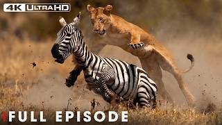 LION ATTACK | No Mercy in the Wild | Nature Animal Documentary