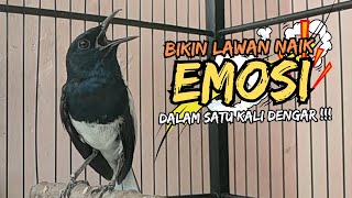Download lagu Suara Burung Kacer Bikin Lawan Emosi Gacor, Pancingan Kacer Agar Cepat Emosi Gacor mp3