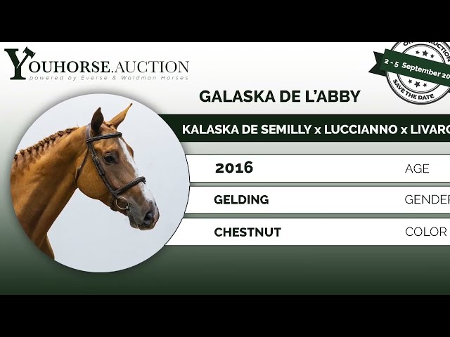 Galaska @ show