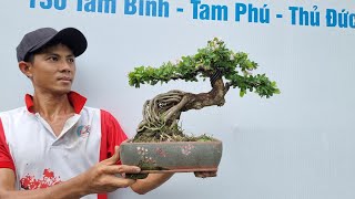 Cây cảnh linh sam mini đẹp – bonsai linh sam 86 mini từ shop bán chậu bonsai mini TPHCM trên MuaBanNhanh