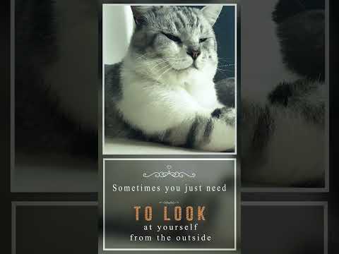 Sometimes you just need to look at yourself from the outside 🙂#short #shortvideo #cats #motivation