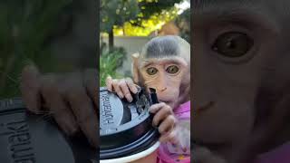 Download lagu cute little monkey wants to taste coffee 🐒🤭😂#shorts mp3
