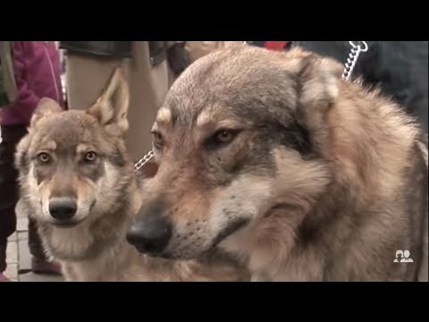 , title : 'Des loups sur les Champs-Élysées'
