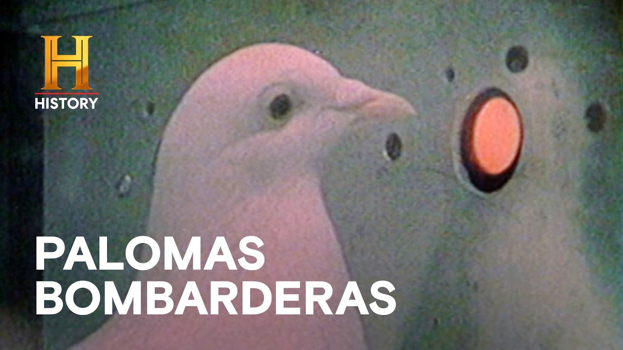 Palomas Bombarderas y Bombas Saltarinas - INCREÍBLE CON DAN AYKROYD