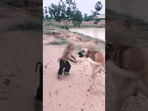 #dosti #dog #monky #trending #amazing #shortvideo #viral