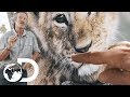 How To Differentiate Wild Lions Big Cat Tales