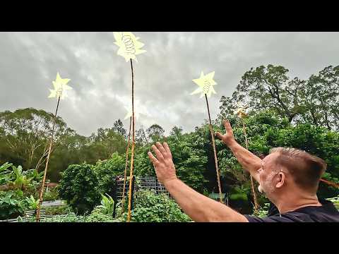 Does ELECTRICITY from the SKY Grow Bigger Vegetables?