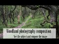 Woodland Photography - how to see that elusive composition.