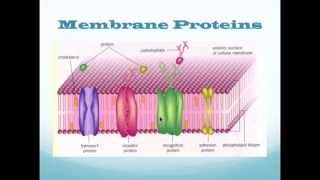 Cell Membrane and Organelles