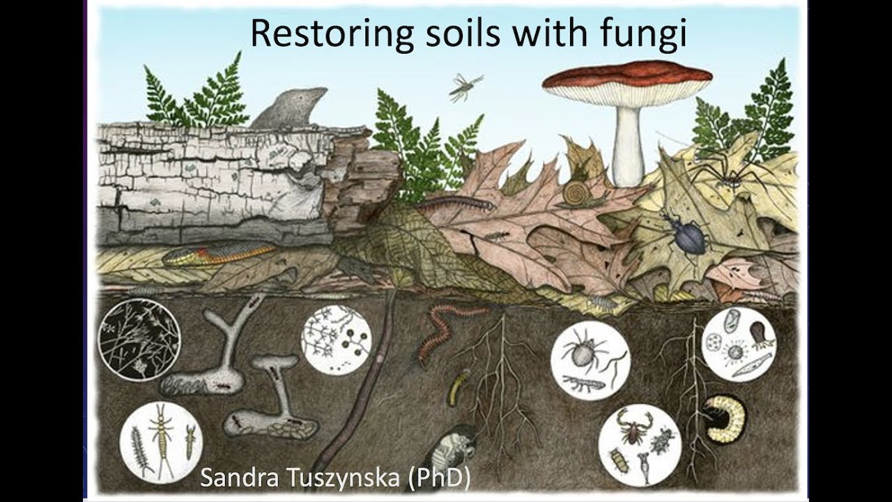 Restoring Soils with (Root Symbiotic) Fungi