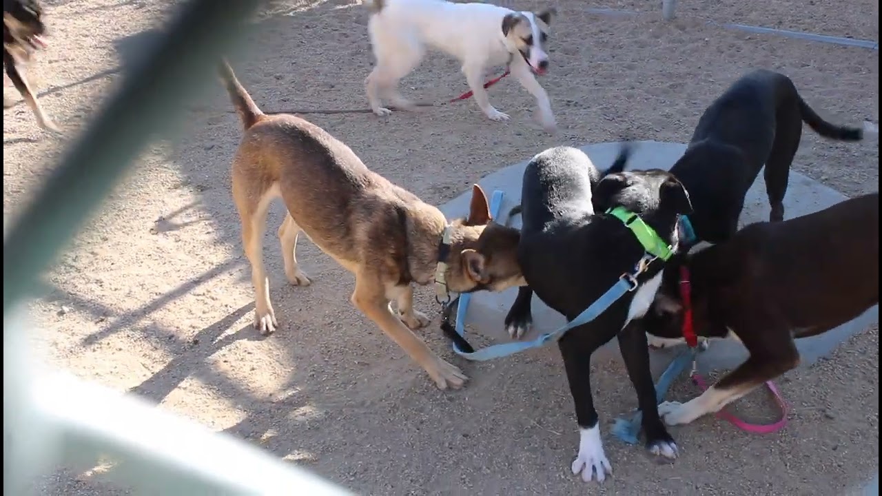 Enlarge Affogato, a Adoptable Mixed Breed in Las Cruces, NM video 6/6