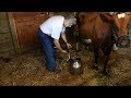 1 Cow Dairy Farm Milking A Cow For Your Small Scale Homestead