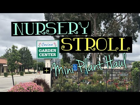 Nursery Stroll | House Plant Haul
