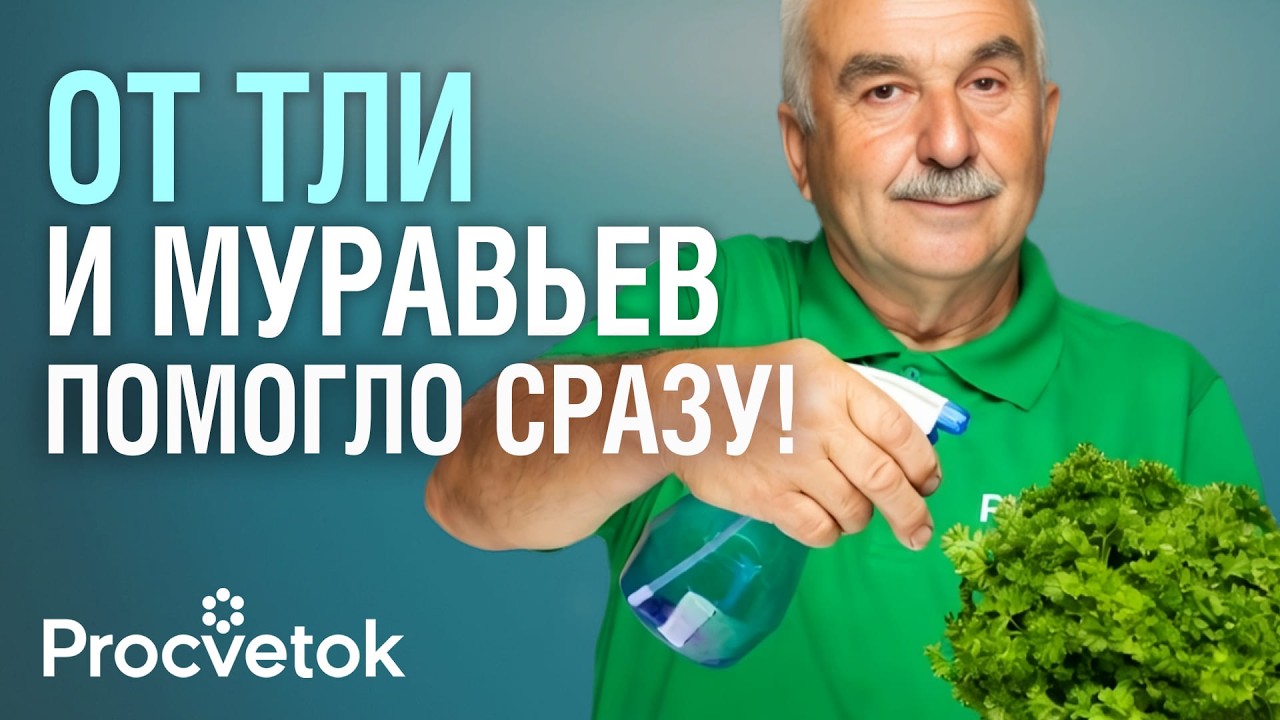 ТЛЯ ОСЫПЛЕТСЯ ДОЖДЕМ, А МУРАВЬИ УБЕГУТ С УЧАСТКА! Проверенные способы борьбы с вредителями