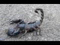 Giant Black Scorpion Wildlife Thailand