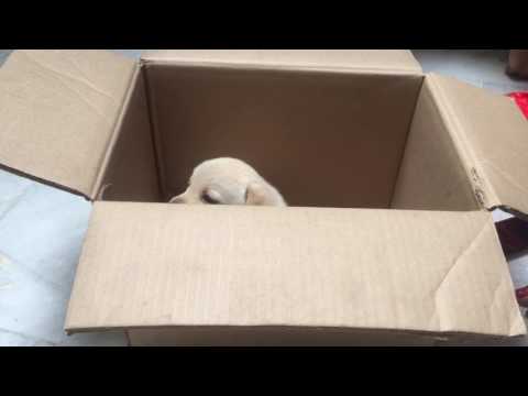 Lebra is fighting to come out from the box