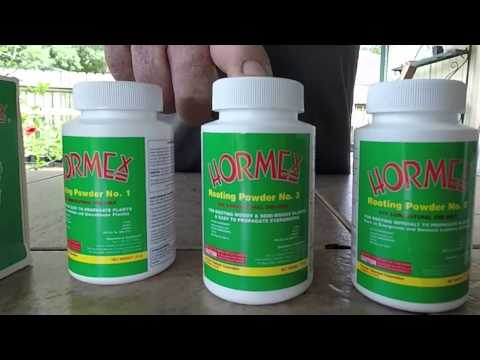 Wie wir Hibiskus vermehren