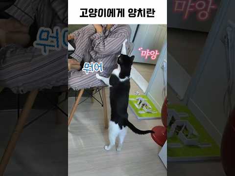 고양이 자가치료 민간요법